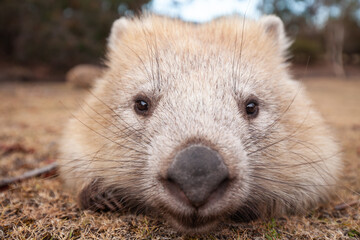 Fototapeta premium Wild Wombat Australia Tasmania Marsupial. Front close up.