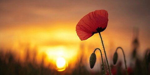 A single poppy flower stands tall in a field as the sun sets behind it, providing a warm orange glow