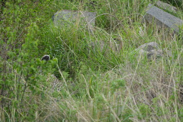 camouflaged leopard hiding with its cub in the serengeti national park in tanzania