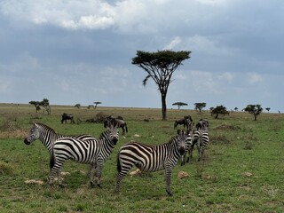 herd of zebra and wildebeest (zebras and wildebeests/gnu/gnus) mixed together on the plains of the...