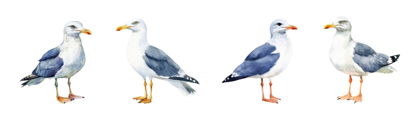 Watercolor set of seagulls PNG. Marine seabirds, Atlantic gulls symbols isolated vector illustration set. Seagull bird isolated.Vector illustration.