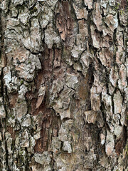 Close-up of rough and cracked tree bark texture, showcasing natural patterns and earthy tones