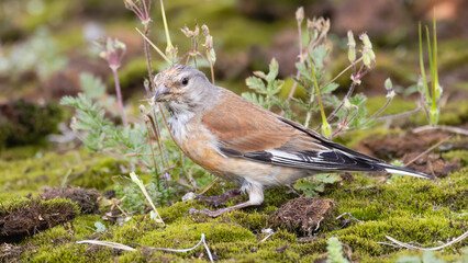 Common Linnet