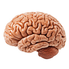 Human brain isolated on white background