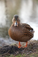 Mallard Duck by the Water. A female mallard duck standing near the water's edge in Scharbeutz, Germany.