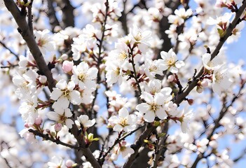 Obraz premium Close-up of Delicate White Blossoms on a Branch
