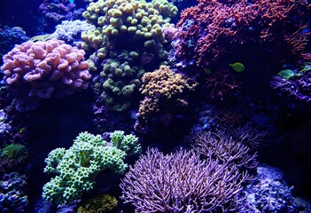 Obraz premium Vibrant Underwater Coral Reef Ecosystem