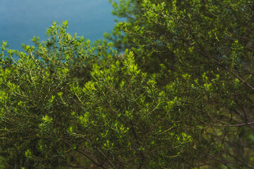 Coastal landscape