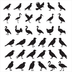 Obraz premium SET OF BLACK VECTOR VARIOUS BIRD SILHOUETTE