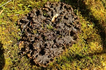Schuppen-Hundsflechte (Peltigera praetextata) im Habichtswald