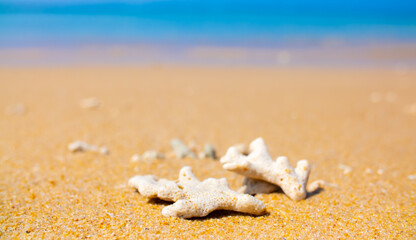 Corals on the sand on the seashore. Seascape background, sandy shore with corals and shells.