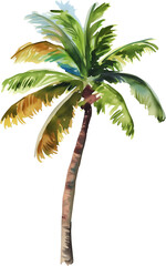Royal palm tree watercolor painting isolated on transparent background.