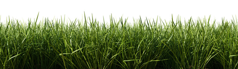 Isolated green grass on a transparent background. 3d rendering illustration.