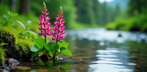A lupine plant growing in a shallow Alaskan river stream, water, freshwater