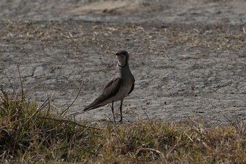A beautiful and cute oriental pratincole is standing on the ground of a dry lake field