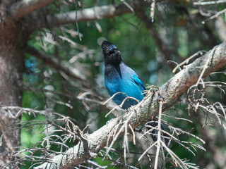 Steller's jay bird is sitting on the branch of the tree in Anchorage region, Alaska state