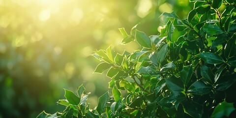A holly bush with sunlight filtering through its glossy green leaves, creating a festive outdoor scene.