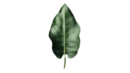 Single tropical green leaf with transparent background for easy isolation