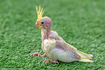A baby Cockatiel Wait for food.