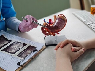 Doctor discusses a 3D model of the stomach and digestive system with a patient concept