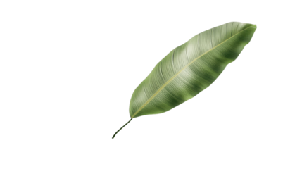 Single tropical green leaf with transparent background: perfect for summer designs