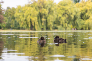 mallard wild duck chicks swimming on the pond in Royal Game Reserve Stromovka, Central Park Prague, Czech republic