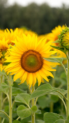 Sunflower close up, early morning in summer