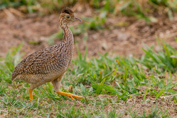 A walking White-bellied Nothura 