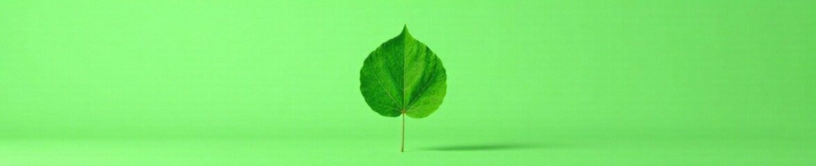 Obraz premium Isolated round green leaf on a plain background, isolated, botanical, nature photography