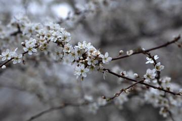 Delicate and Beautiful White Blossoms Gracefully Adorn Branches During the Spring Bloom