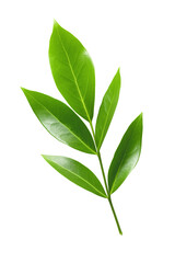 Green leaf collection isolated on transparent background