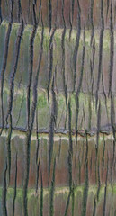 Beautiful close-up of the bark of pritchardia martii