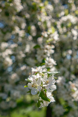 The Delightful and Captivating View of Blossoming Flowers Under the Bright and Warm Sunlight