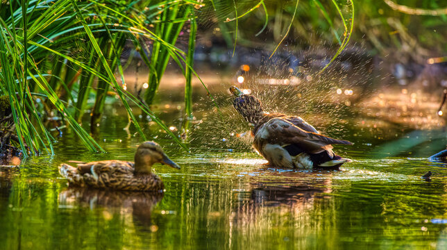 Ducks bathing, sparkling fun