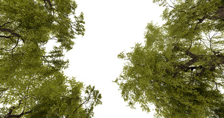 Fototapeta premium High-angle view of dense treetops against a black background. Possible use nature, ecology, environmental awareness