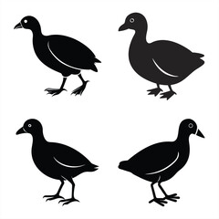 High-Quality Coot Bird Silhouette Vector for Designers.