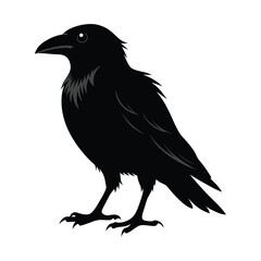 Fototapeta premium crow on white background