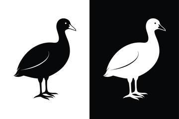 Coot Bird Silhouette Vector Icon – Black and White Background.