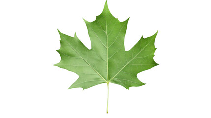 Fototapeta premium Green maple leaf showing its natural beauty on transparent background