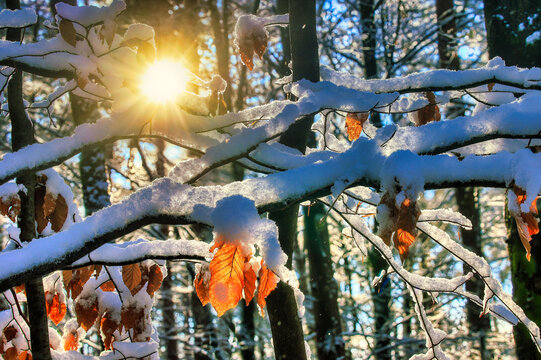 While walking in the frosty forest, the sun shone directly on these leaves left over from autumn, the cold of the snow and the warmth that these leaves radiated, prompted me to take the picture