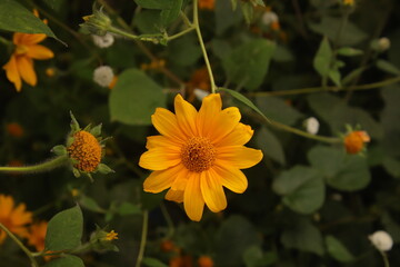 orange flower in the garden