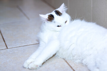 Fototapeta premium There is a white cat that possesses a distinctive black spot on its head
