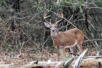 Whitetail Deer