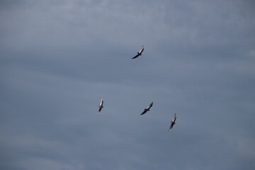 birds in flight