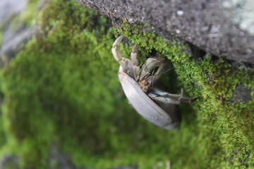 Crab in the rocks