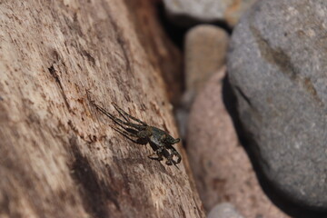 Crab on a log