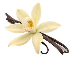Vanilla flower isolated on white background png