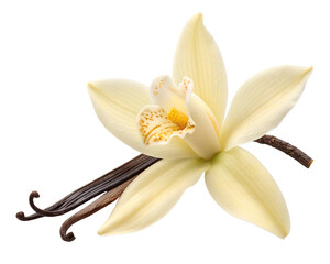 Vanilla flower  isolated on white background png