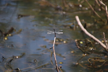 Dragonfly 