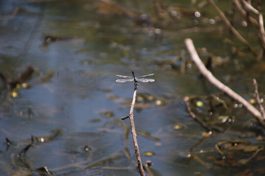 Dragonfly 
